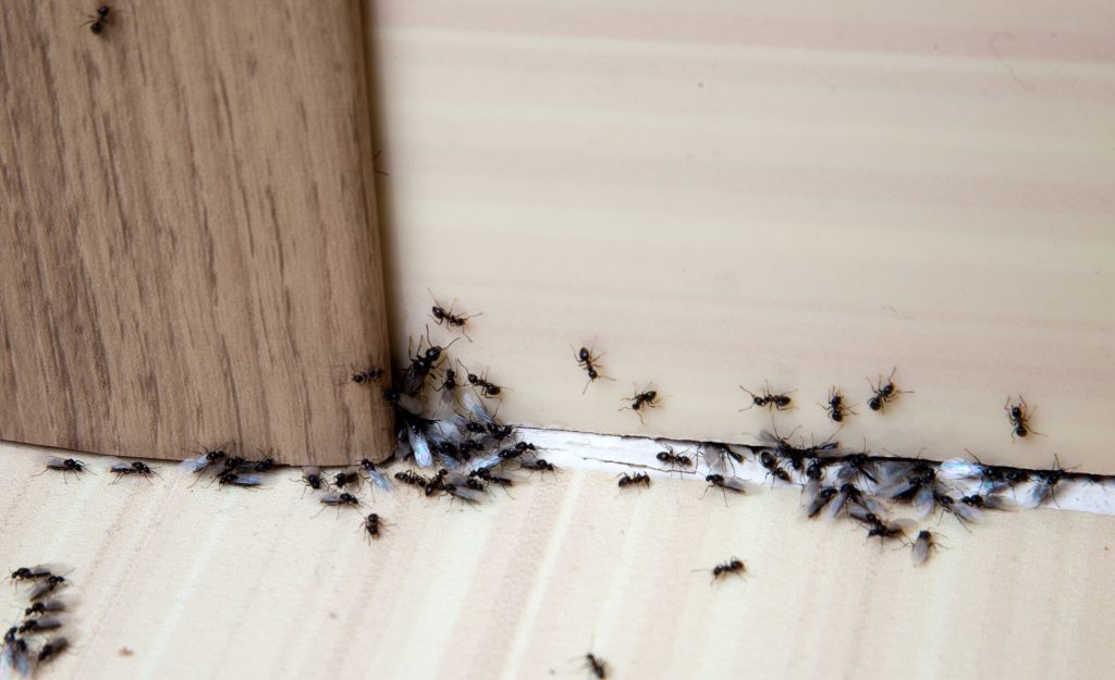 ant removal specialists