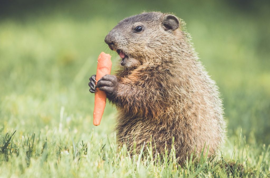 groundhog removal 