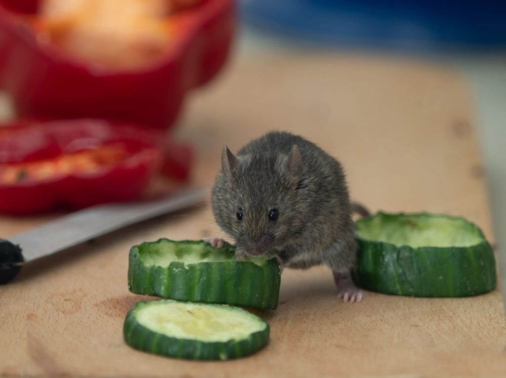 rat in kitchen