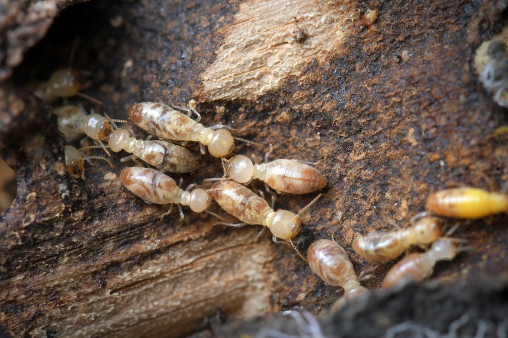 termites