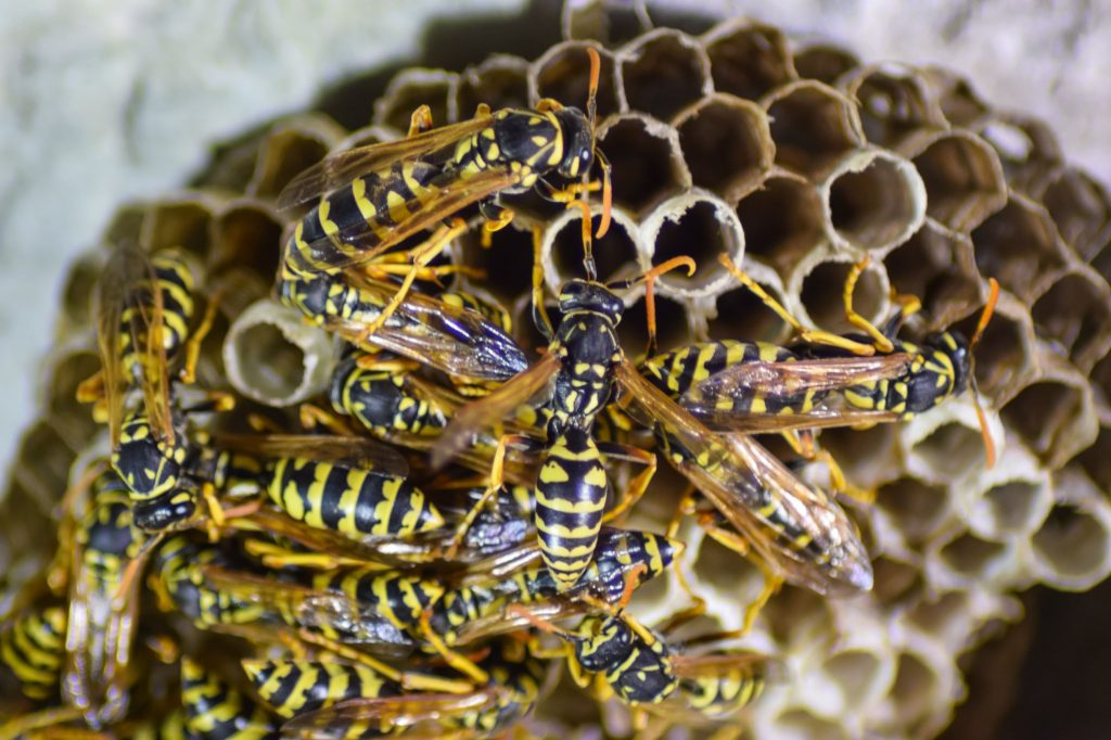 wasp removal services