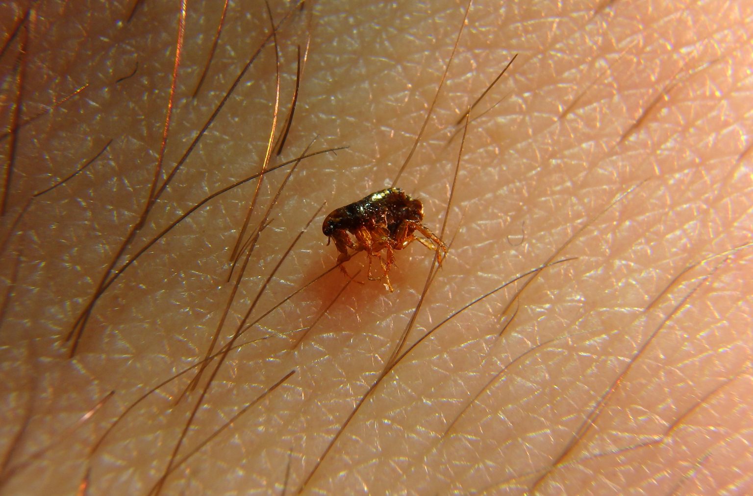 Virginia Pest Management