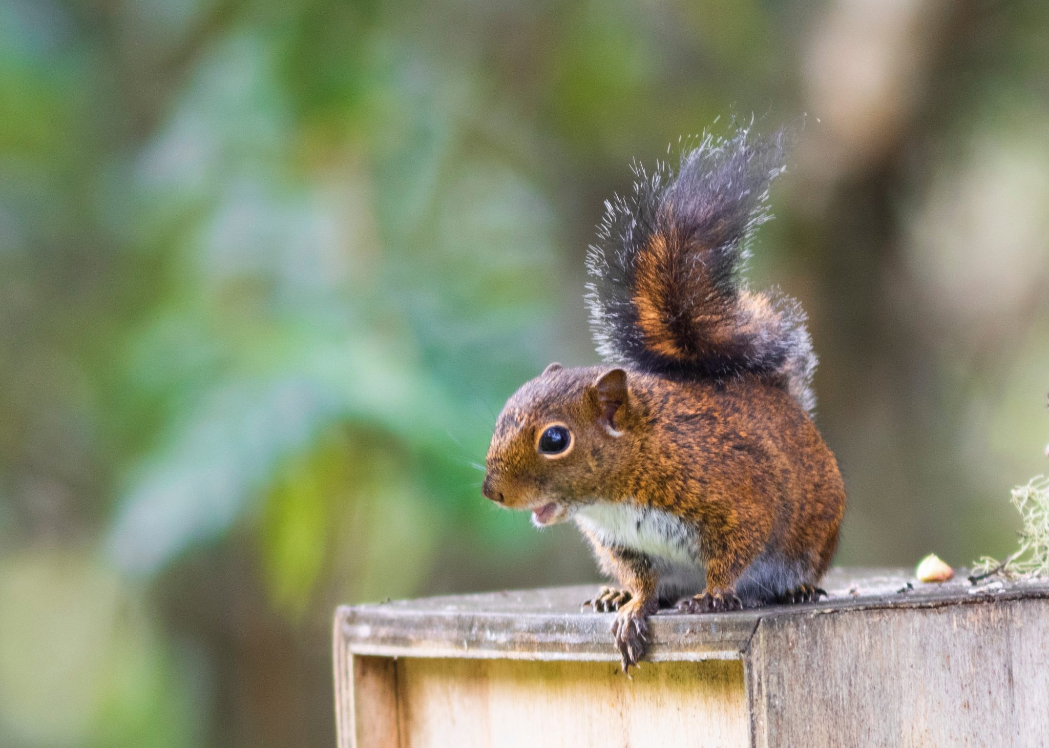 Virginia Pest Management